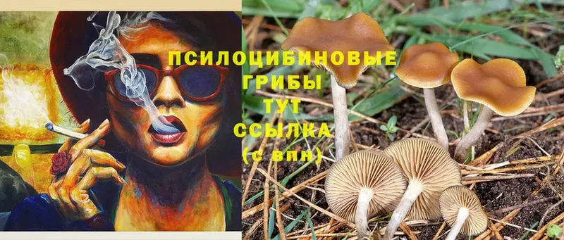 Галлюциногенные грибы MAGIC MUSHROOMS  Порхов 